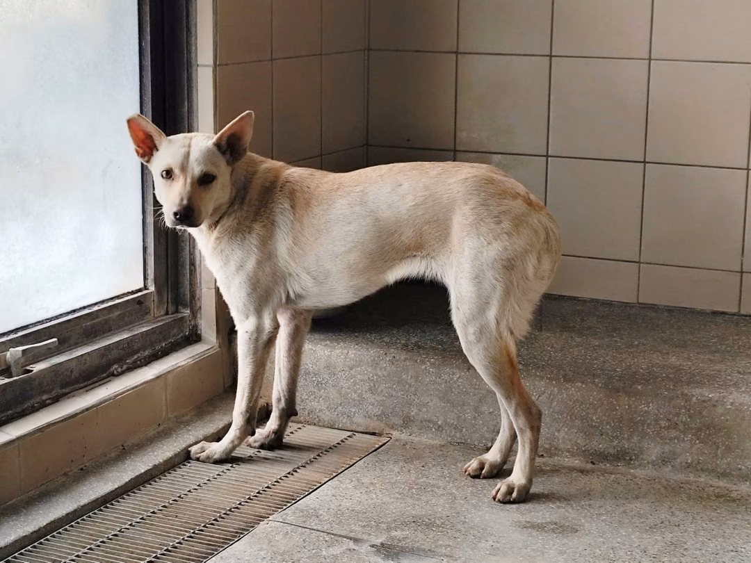 The dog, from the shelter's listing