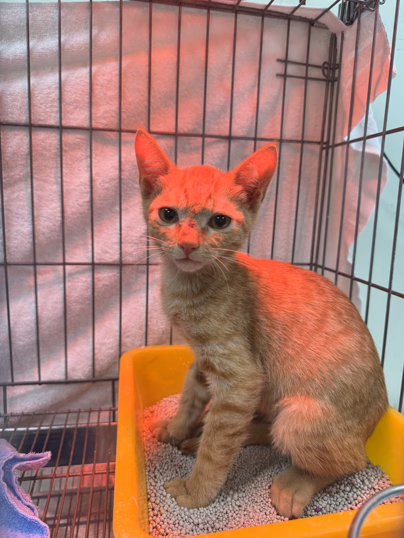 The cat, from the shelter's listing
