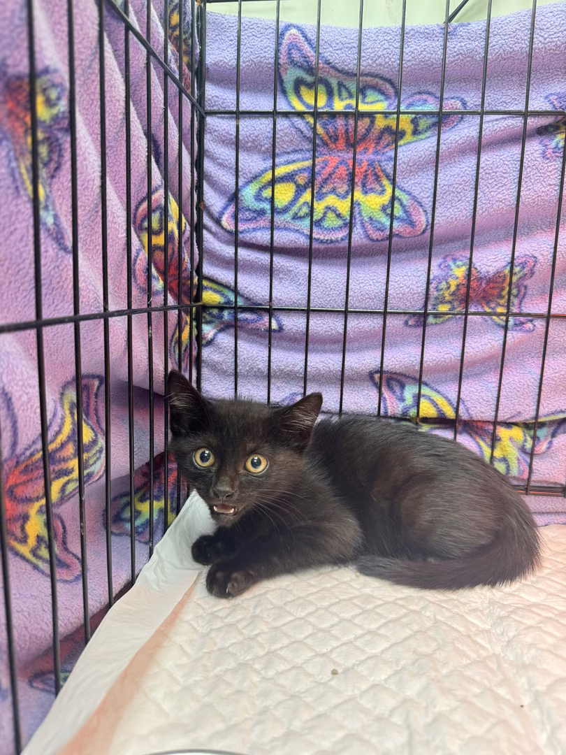 The cat, from the shelter's listing