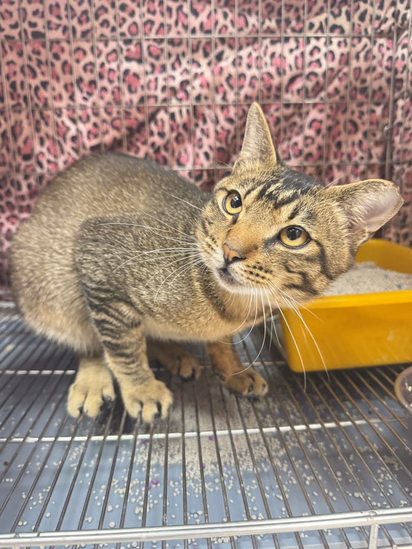 The cat, from the shelter's listing