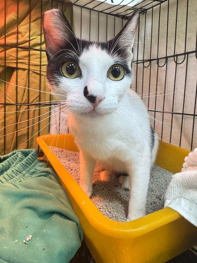 The cat, from the shelter's listing
