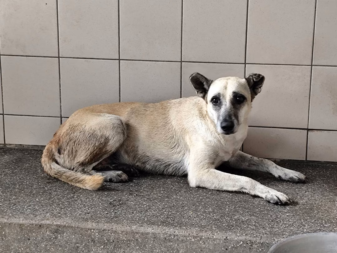 The dog, from the shelter's listing