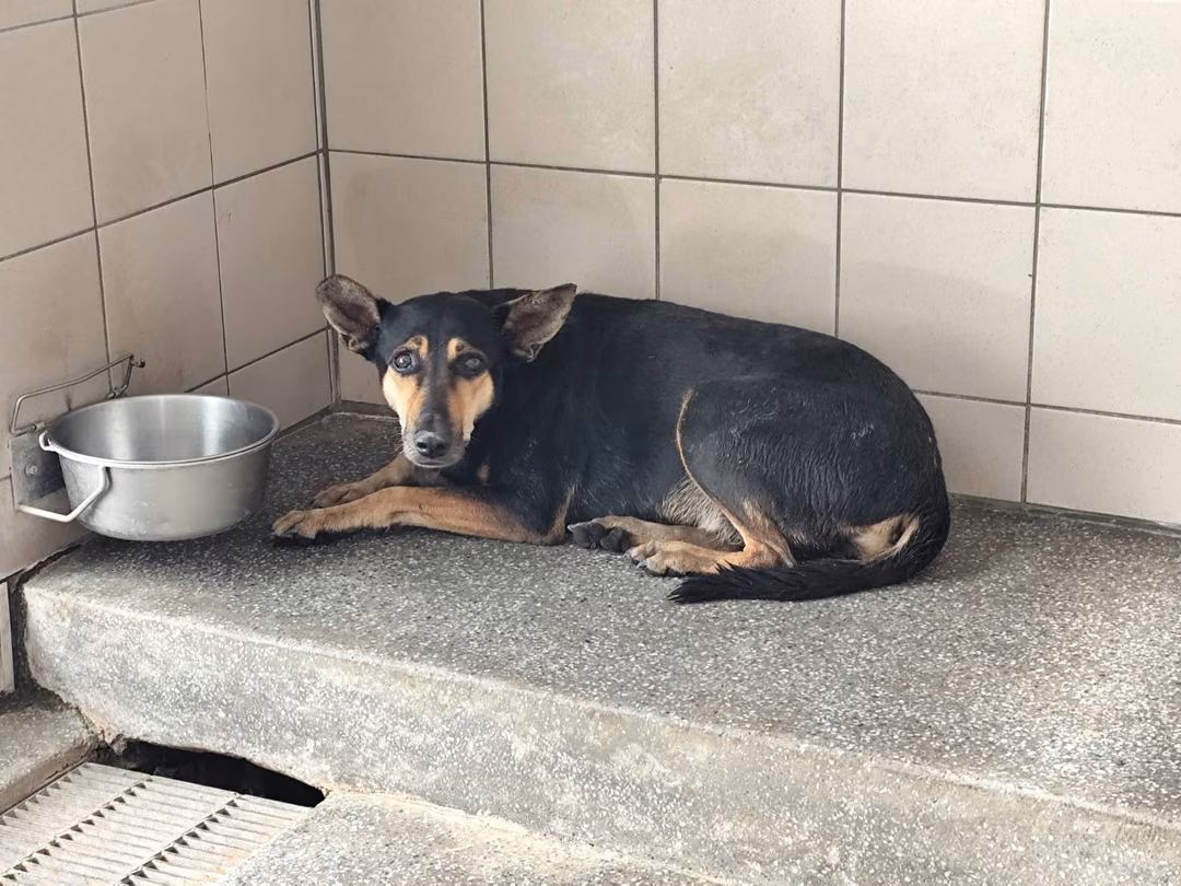 The dog, from the shelter's listing