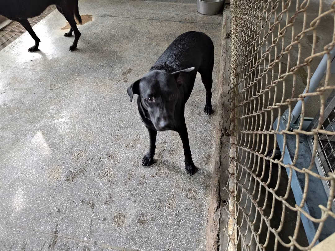 The dog, from the shelter's listing