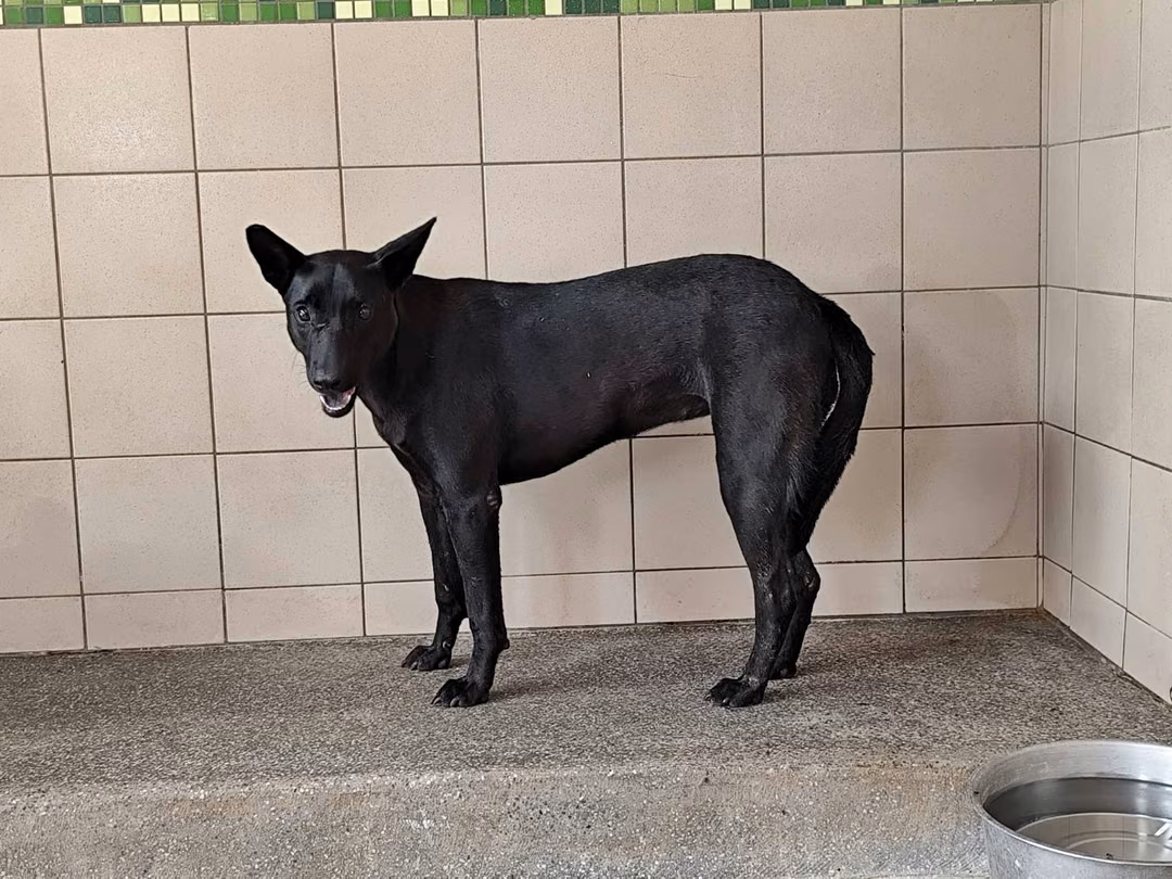 The dog, from the shelter's listing