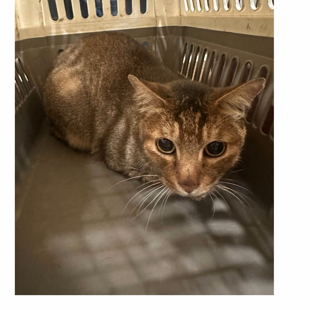 The cat, from the shelter's listing