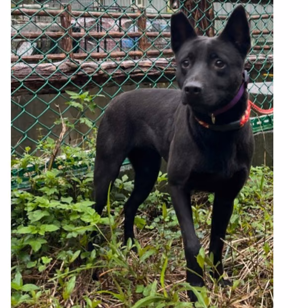 The dog, from the shelter's listing
