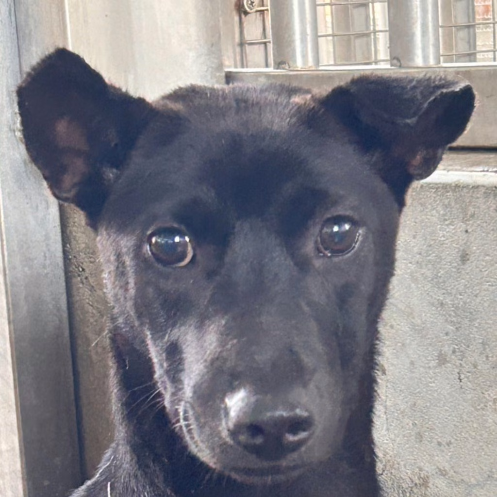 The dog, from the shelter's listing