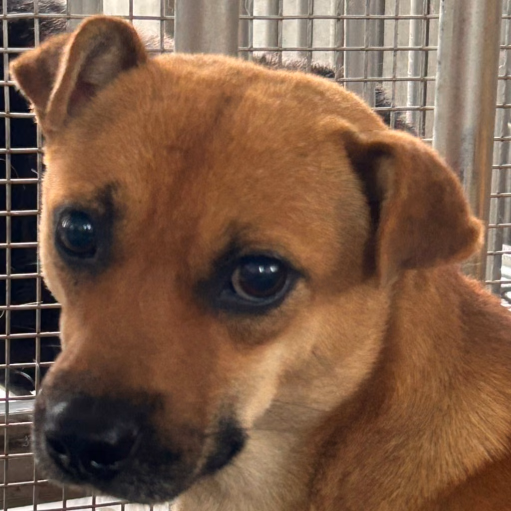 The dog, from the shelter's listing