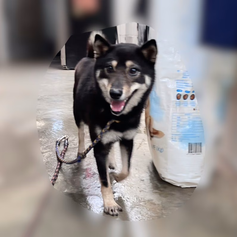 The dog, from the shelter's listing
