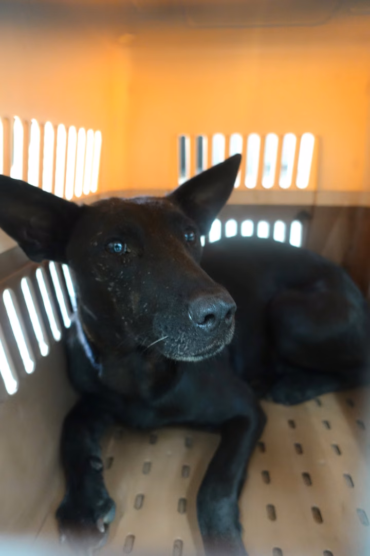 The dog, from the shelter's listing