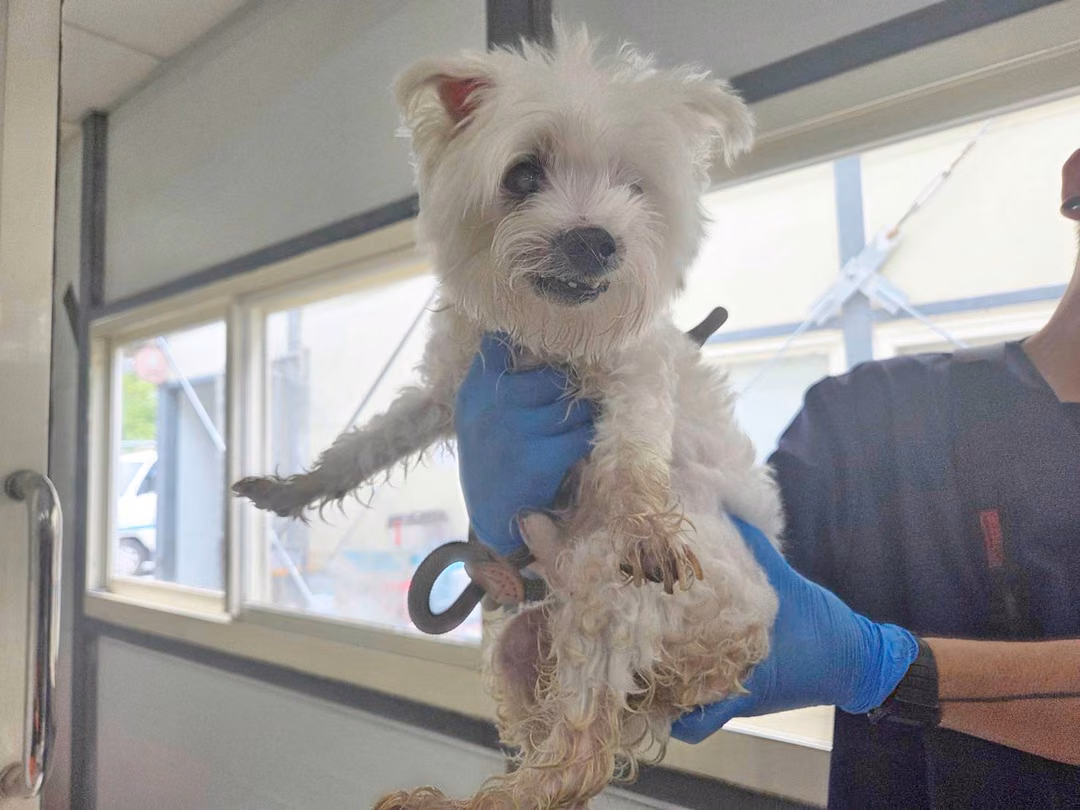 The dog, from the shelter's listing