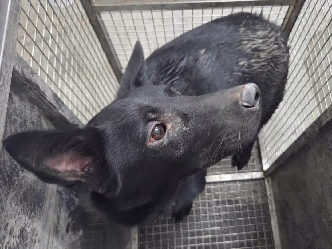 The dog, from the shelter's listing