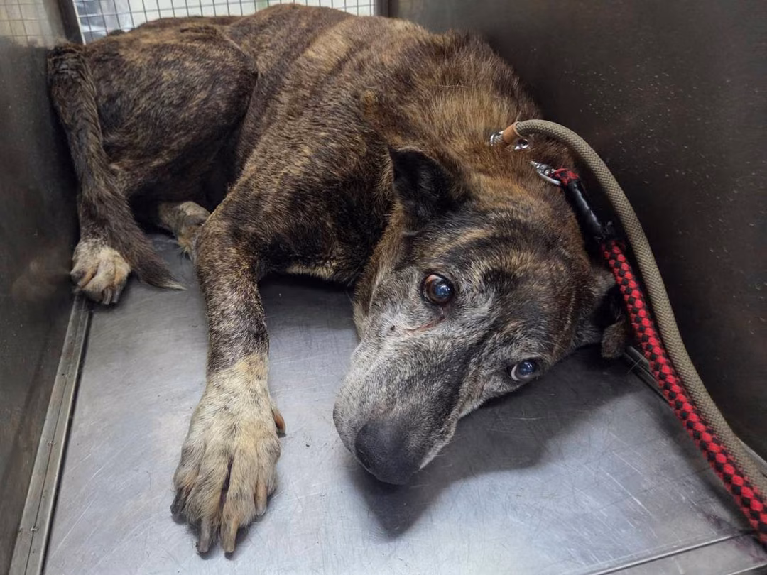 The dog, from the shelter's listing