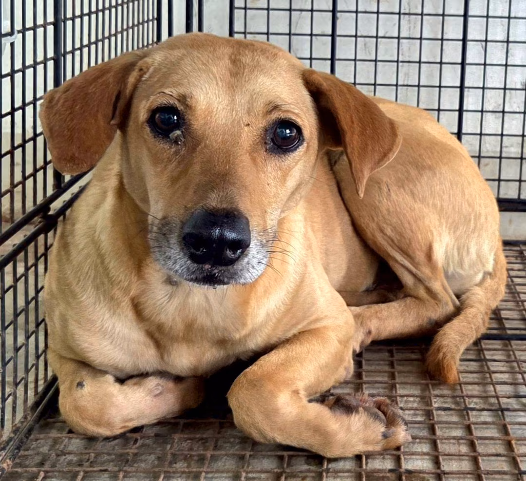 The dog, from the shelter's listing