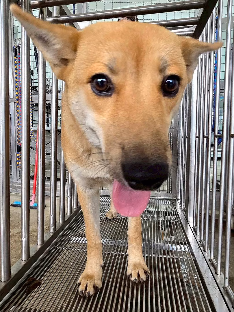 The dog, from the shelter's listing