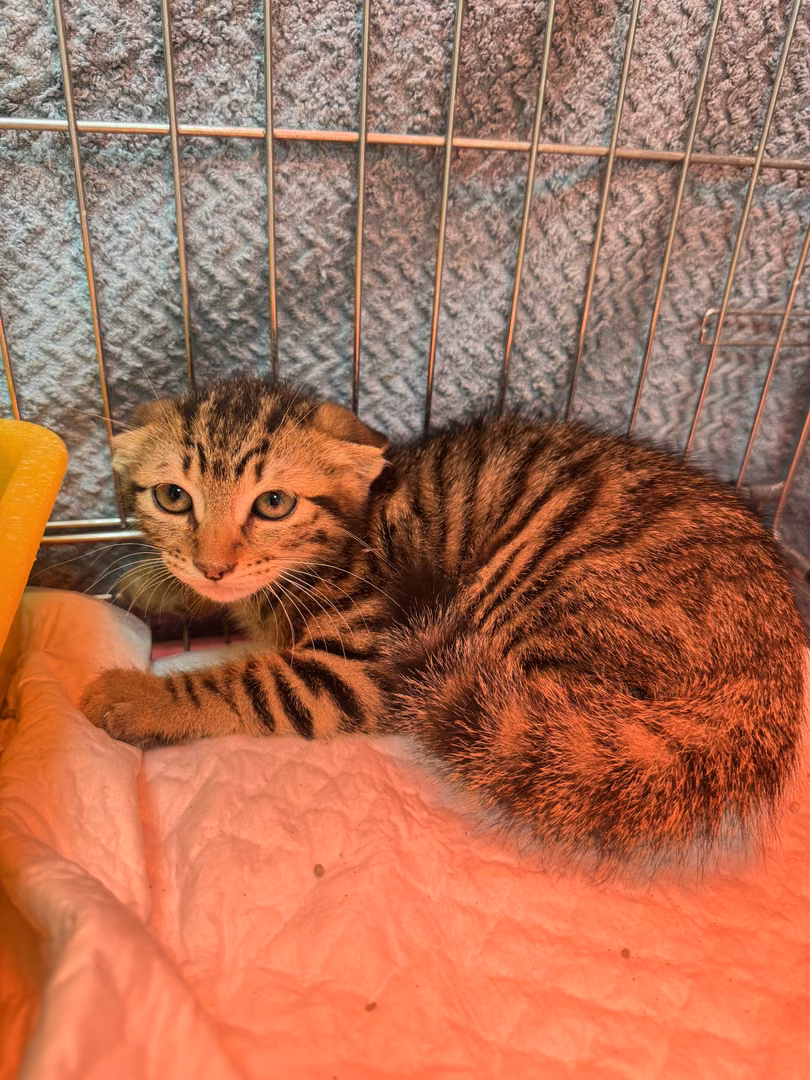 The cat, from the shelter's listing