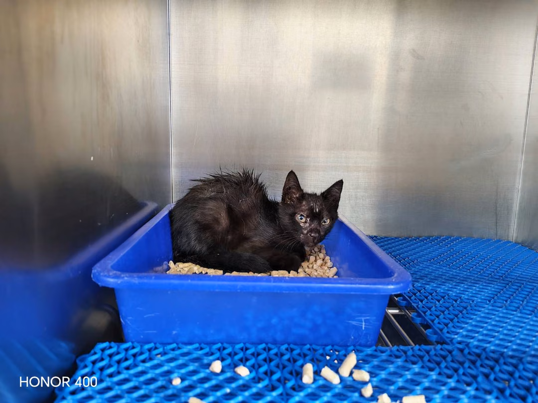 The cat, from the shelter's listing