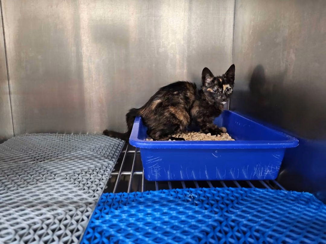 The cat, from the shelter's listing