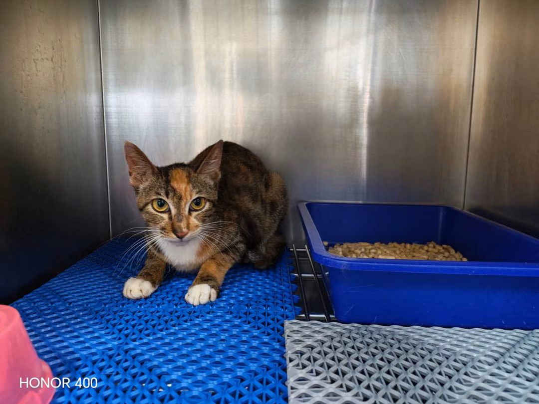 The cat, from the shelter's listing