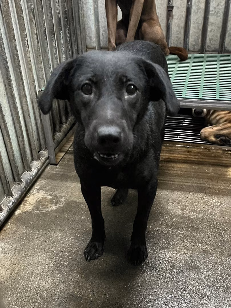 The dog, from the shelter's listing
