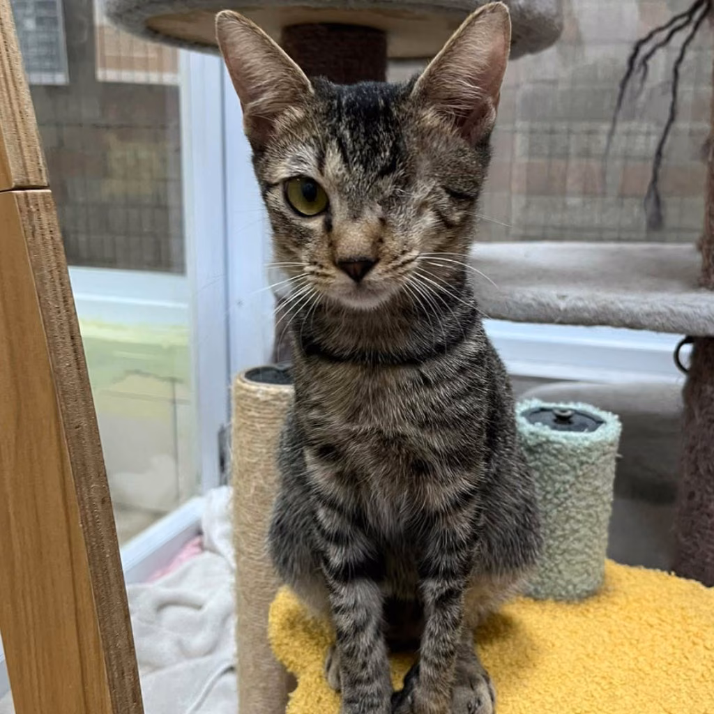 The cat, from the shelter's listing
