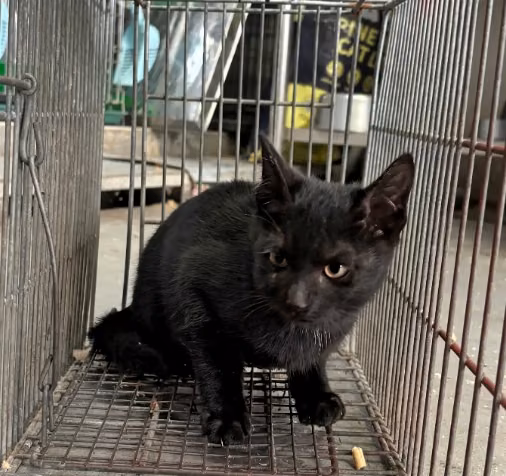 The cat, from the shelter's listing