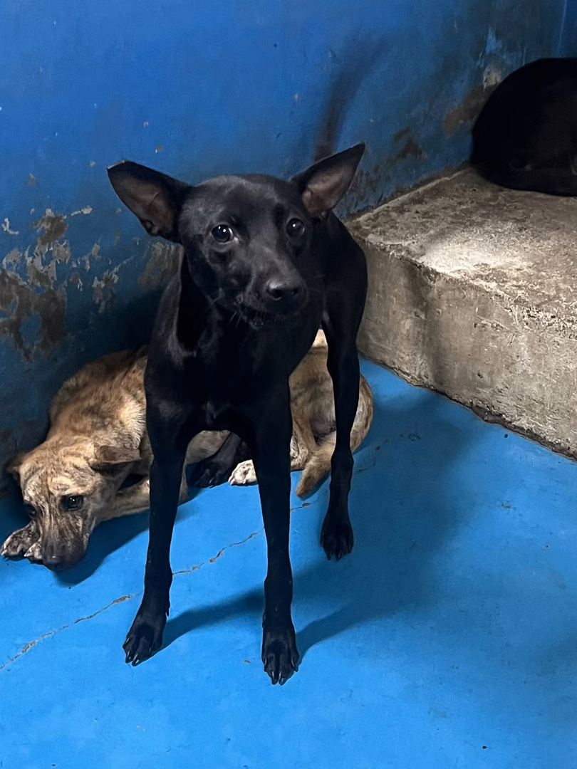 The dog, from the shelter's listing