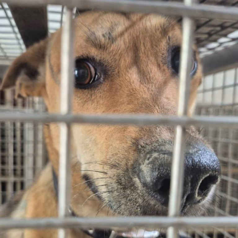 The dog, from the shelter's listing