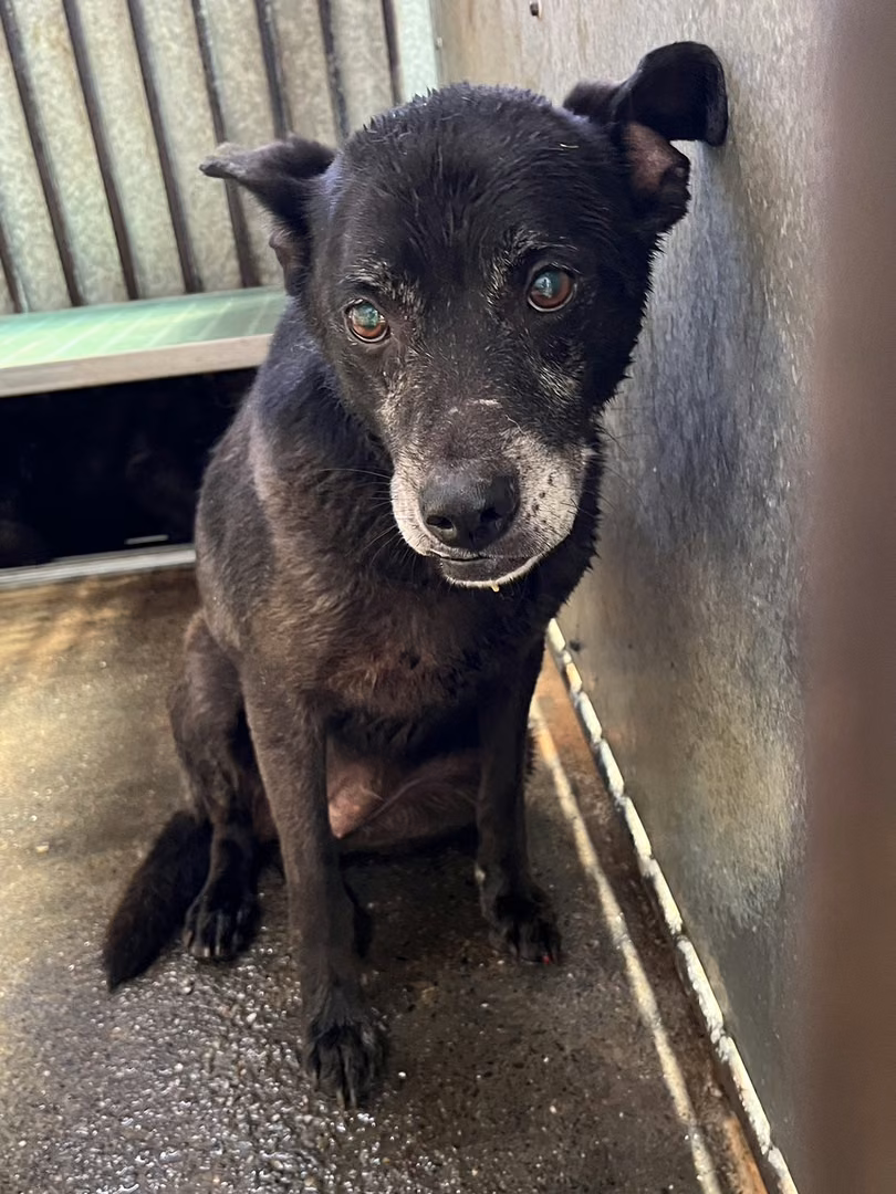 The dog, from the shelter's listing