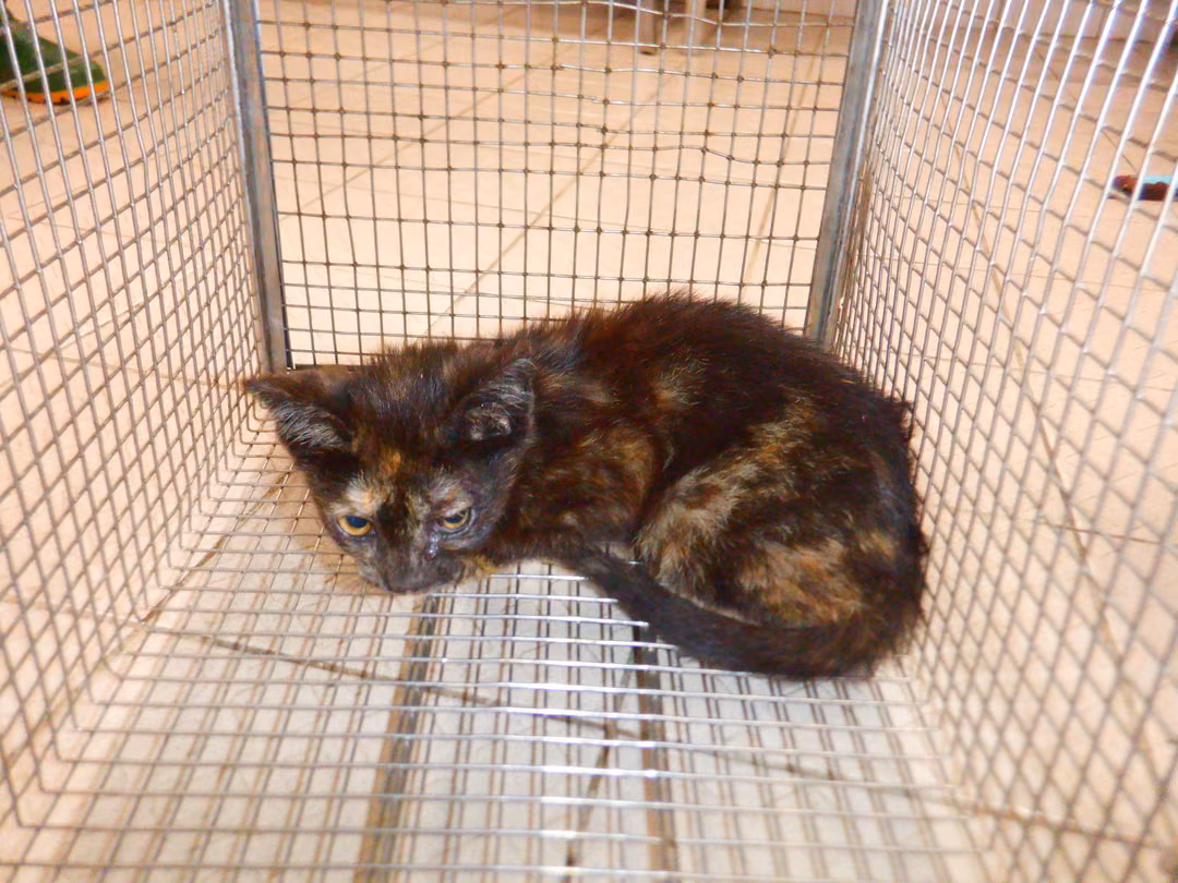 The cat, from the shelter's listing