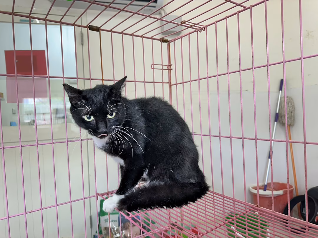 The cat, from the shelter's listing