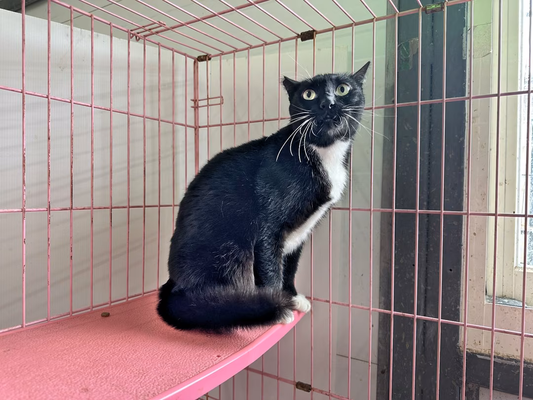 The cat, from the shelter's listing