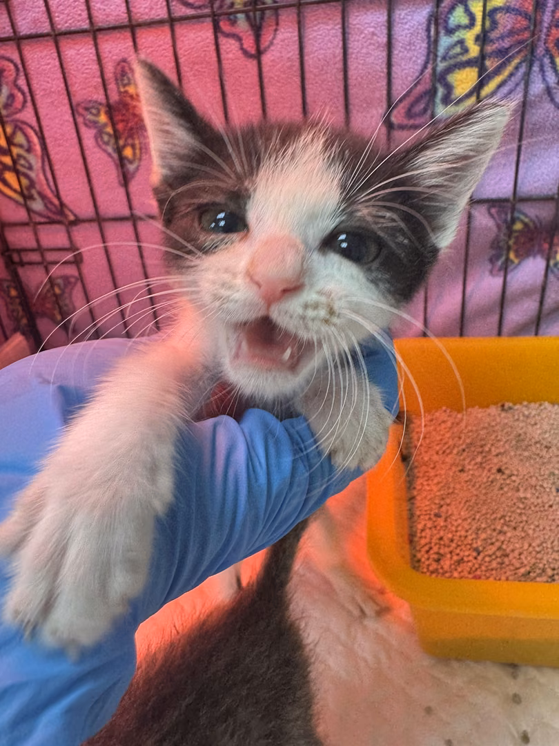 The cat, from the shelter's listing