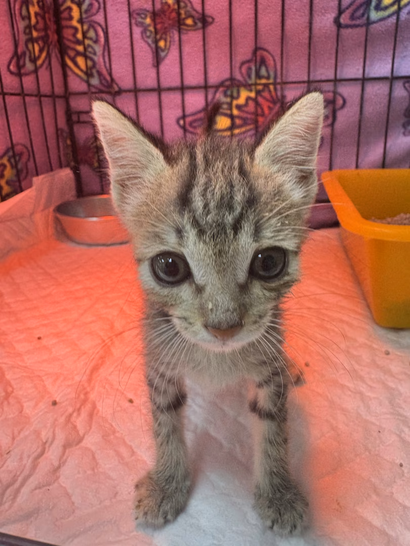 The cat, from the shelter's listing