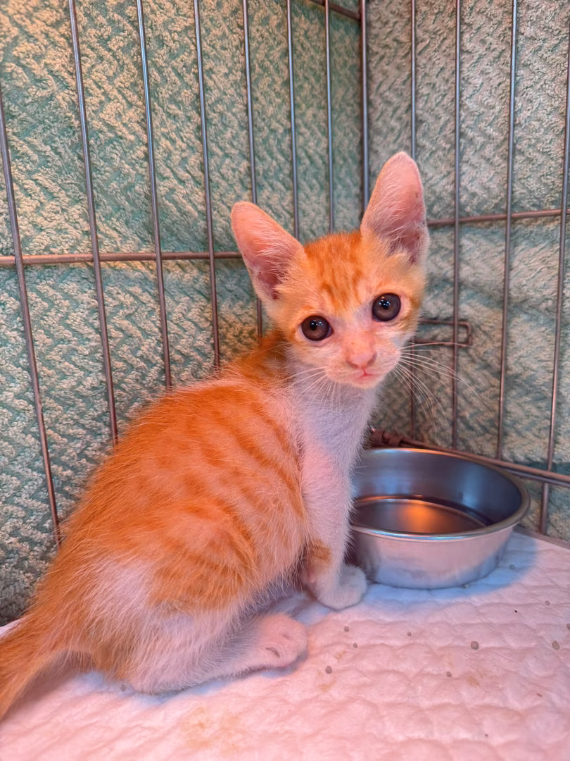 The cat, from the shelter's listing