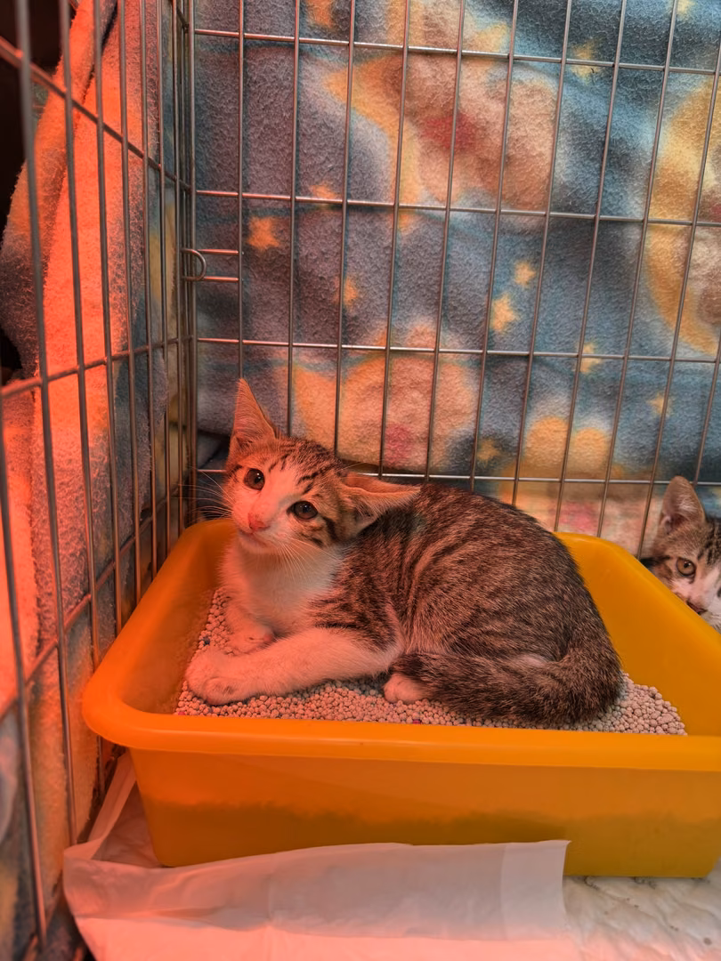 The cat, from the shelter's listing