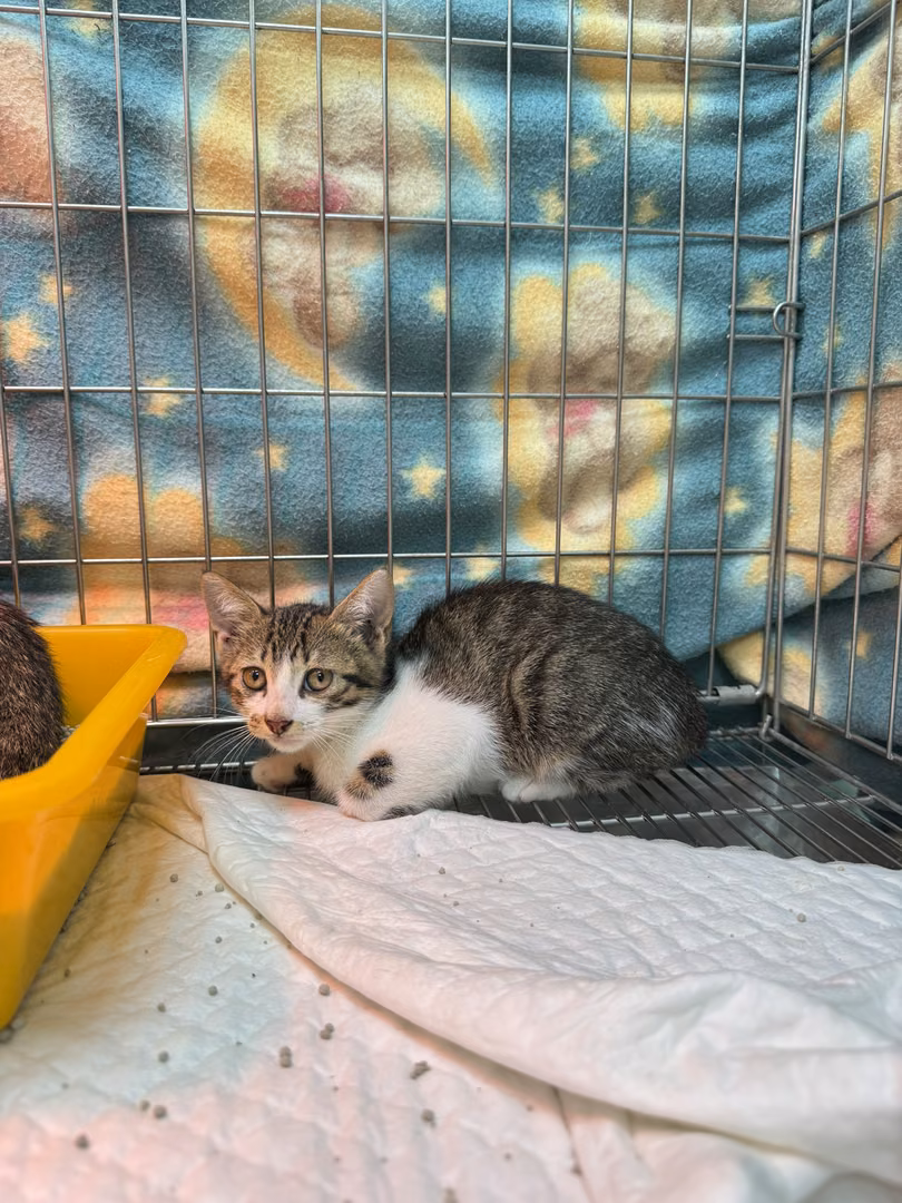 The cat, from the shelter's listing