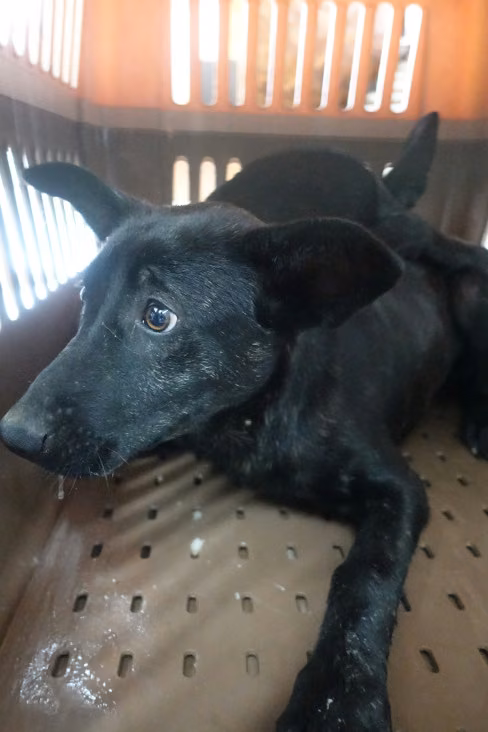 The dog, from the shelter's listing