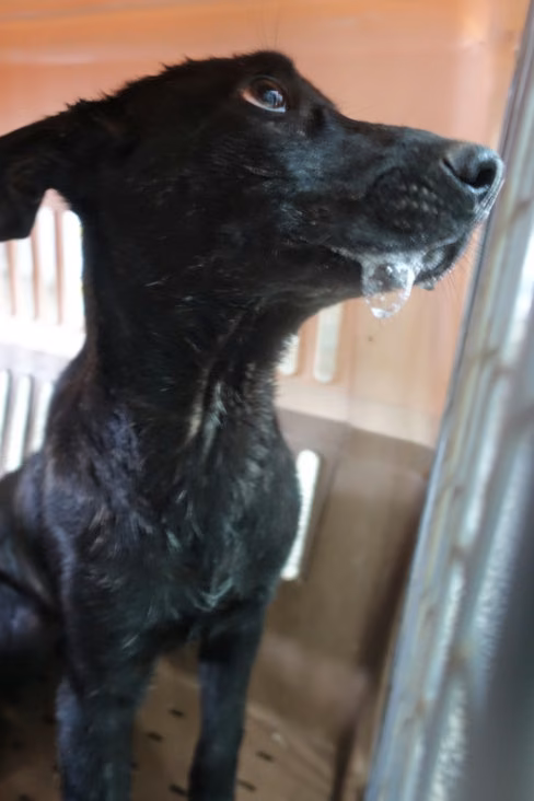 The dog, from the shelter's listing