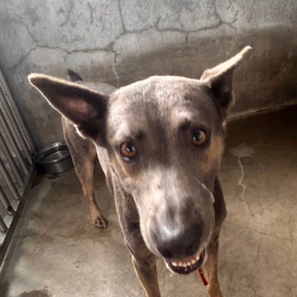 The dog, from the shelter's listing