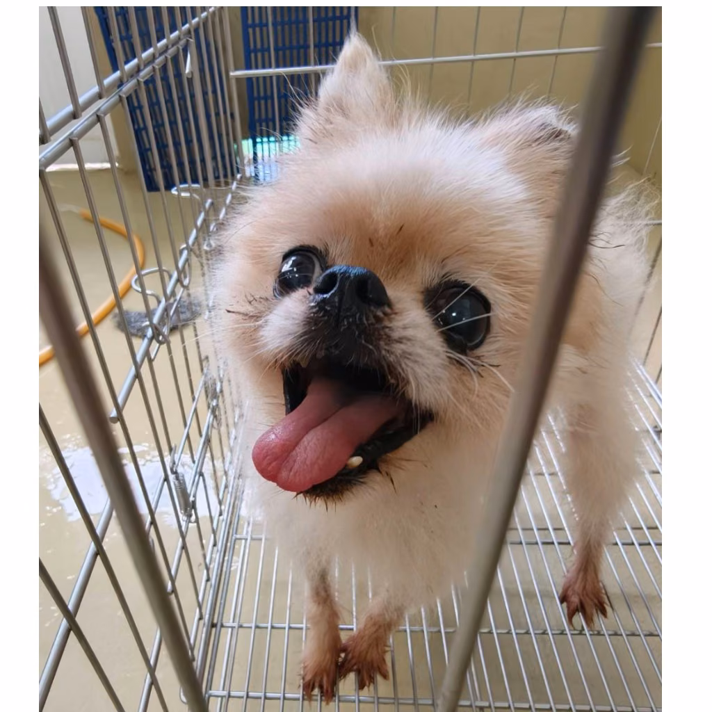 The dog, from the shelter's listing