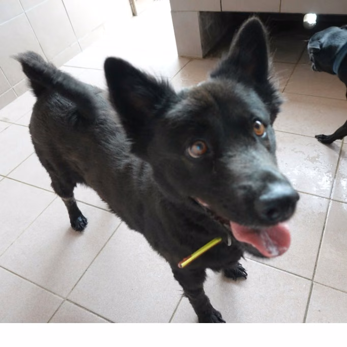The dog, from the shelter's listing