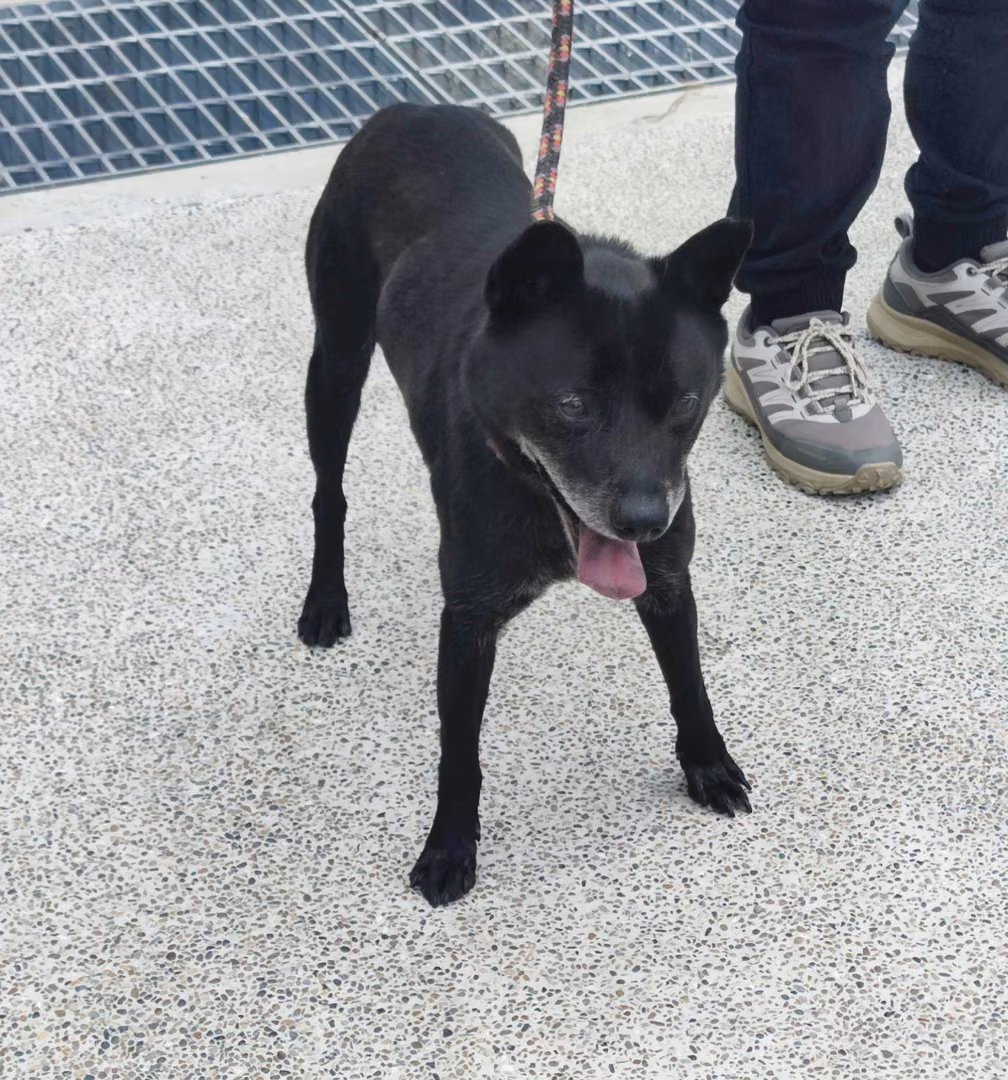 The dog, from the shelter's listing