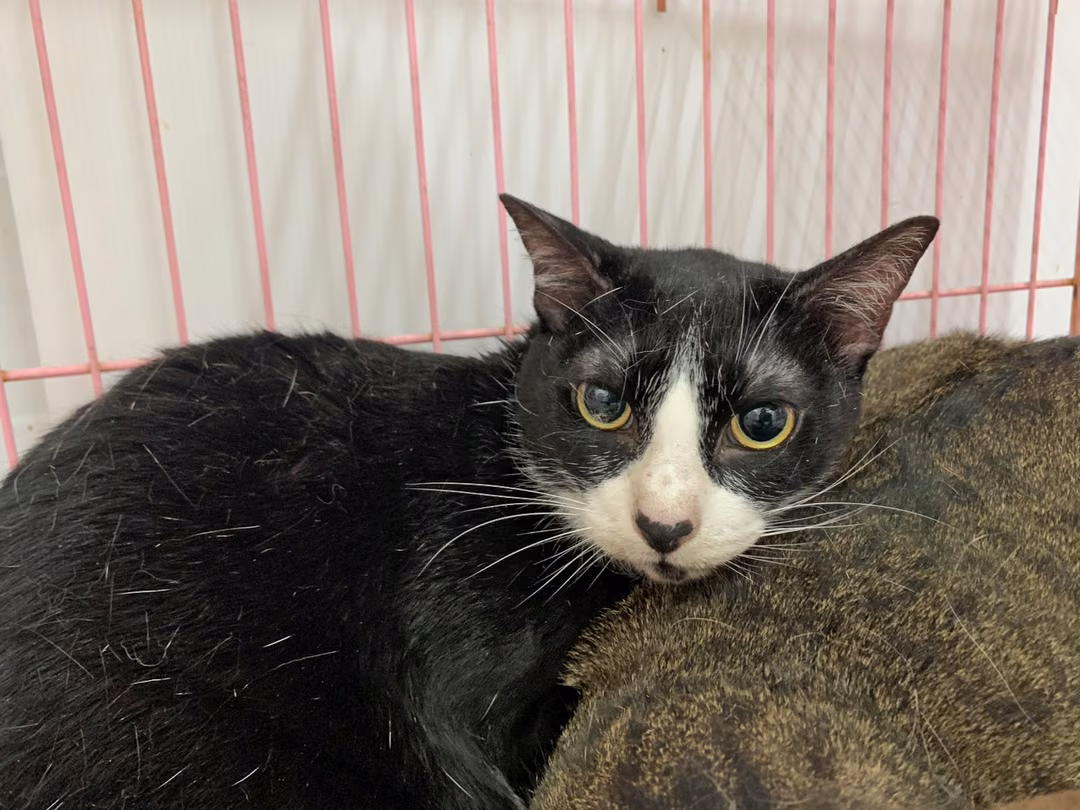 The cat, from the shelter's listing