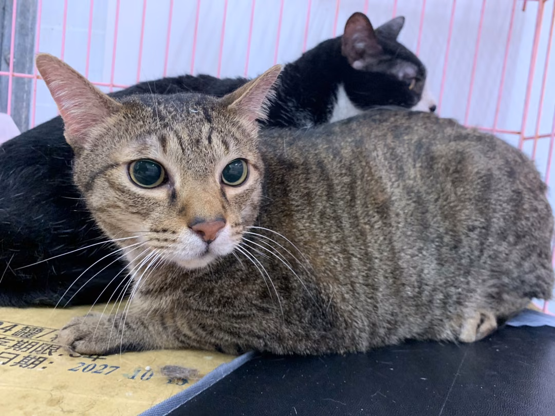 The cat, from the shelter's listing