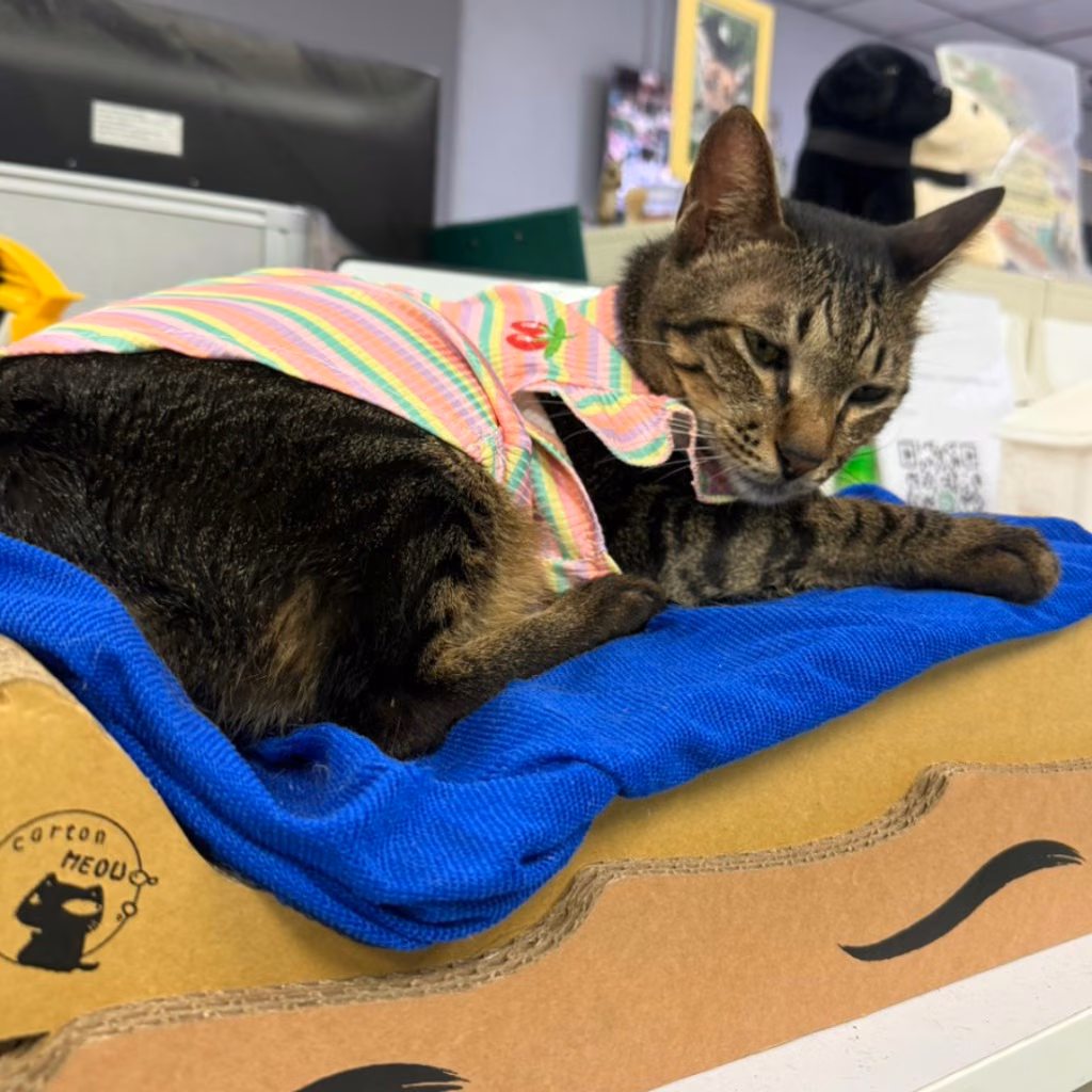 The cat, from the shelter's listing