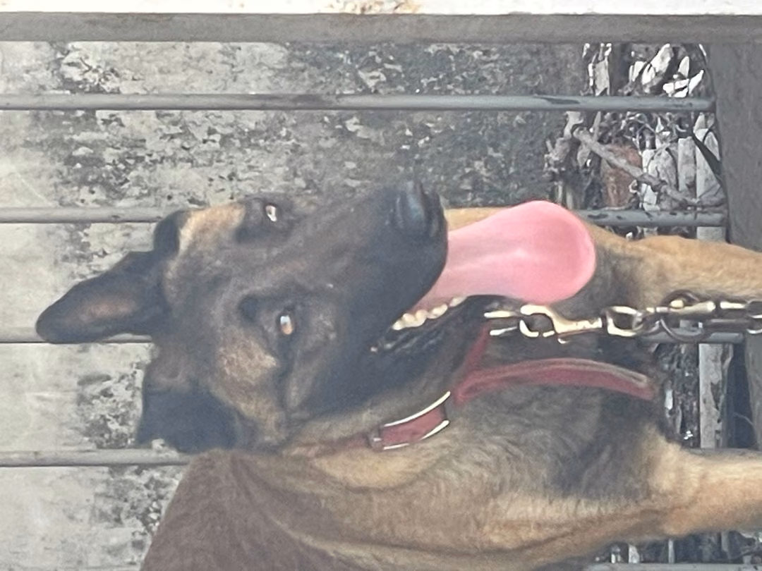 The dog, from the shelter's listing