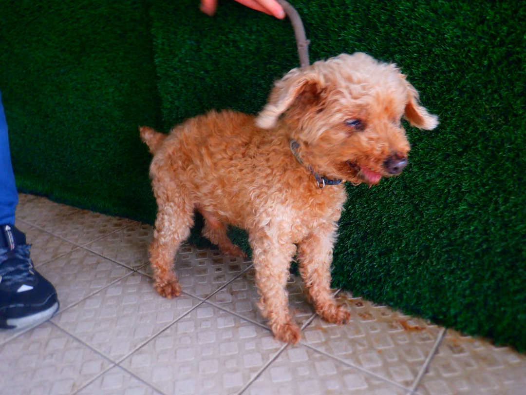 The dog, from the shelter's listing