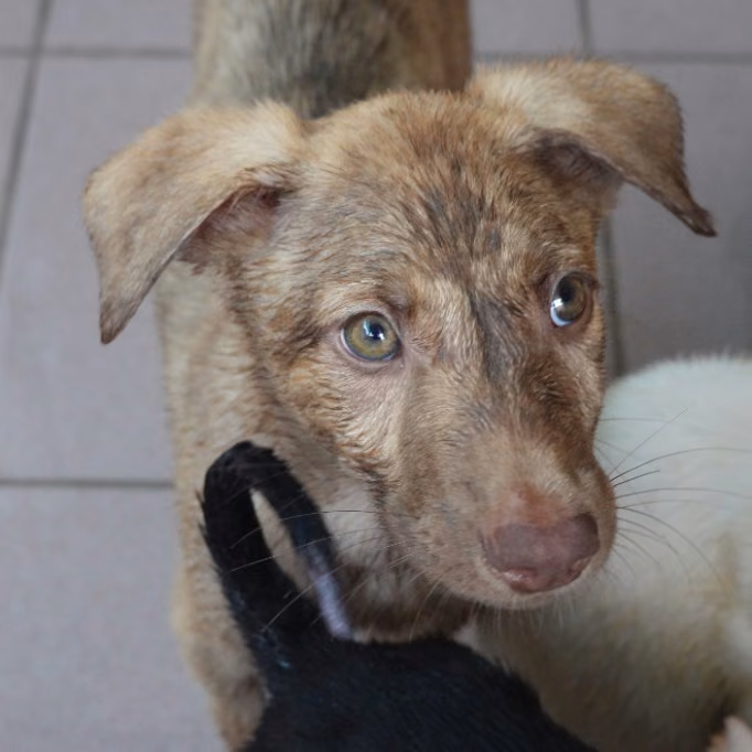 The dog, from the shelter's listing